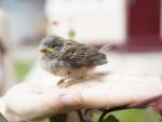 Der Spatz in der Hand